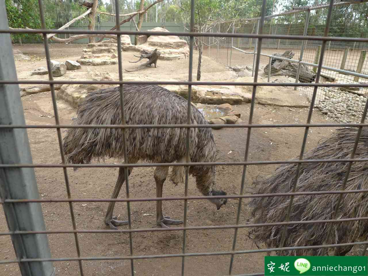 【澳洲 雪梨】Featherdale Wildlife Park野生動物園