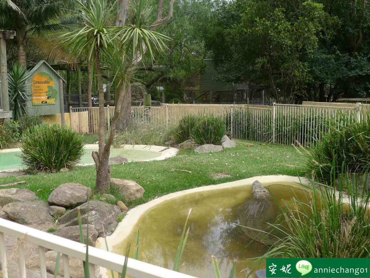 【澳洲 雪梨】Featherdale Wildlife Park野生動物園