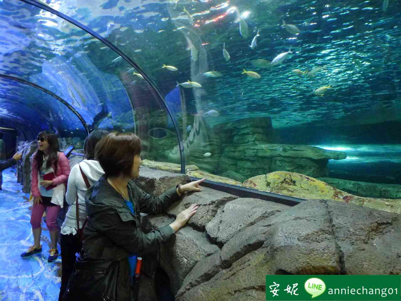 【澳洲 雪梨】Sydney Sealife Aquarium 水族館