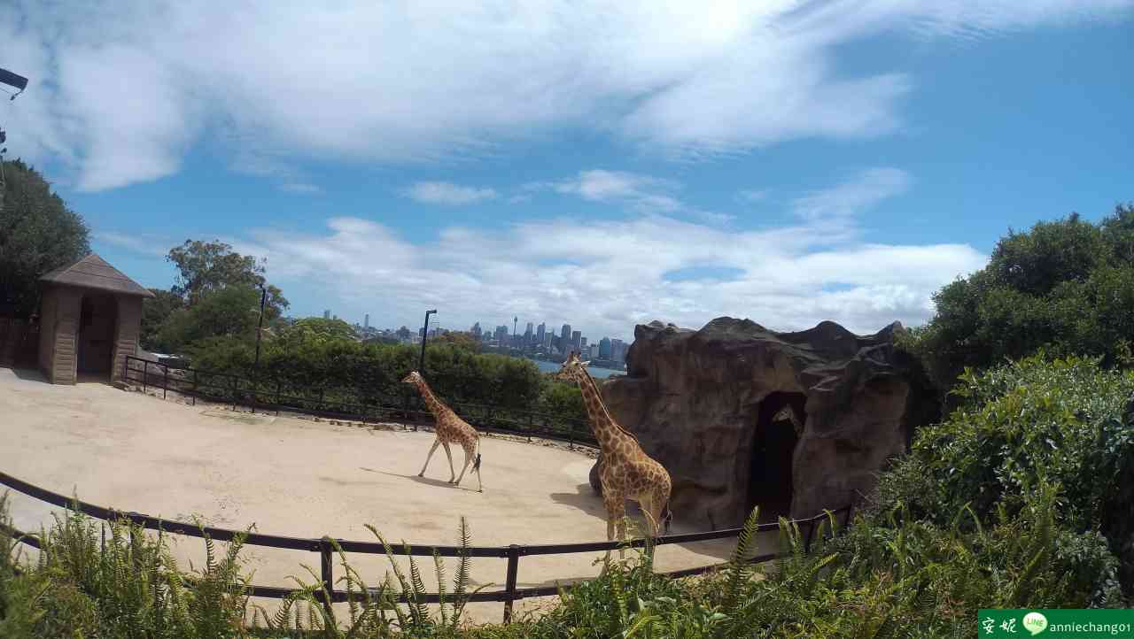 【澳洲 雪梨】Taronga動物園