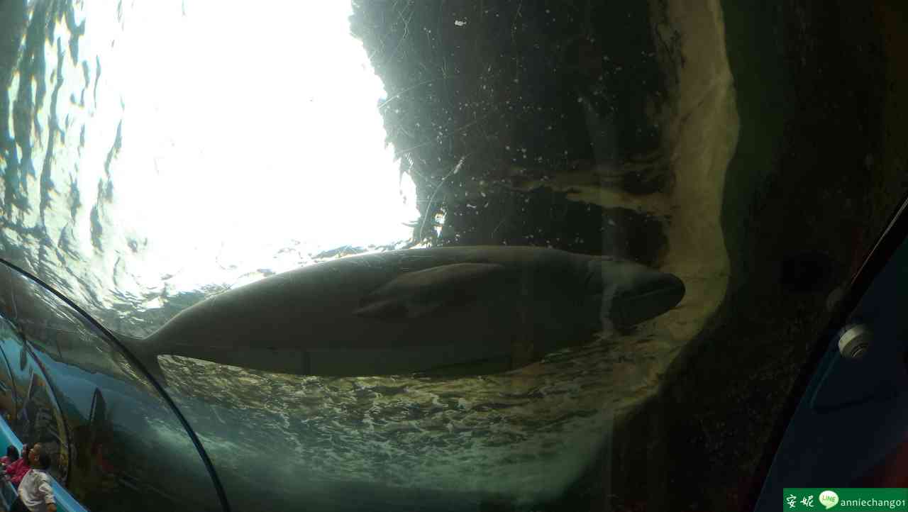 【澳洲 雪梨】Sydney Sealife Aquarium 水族館