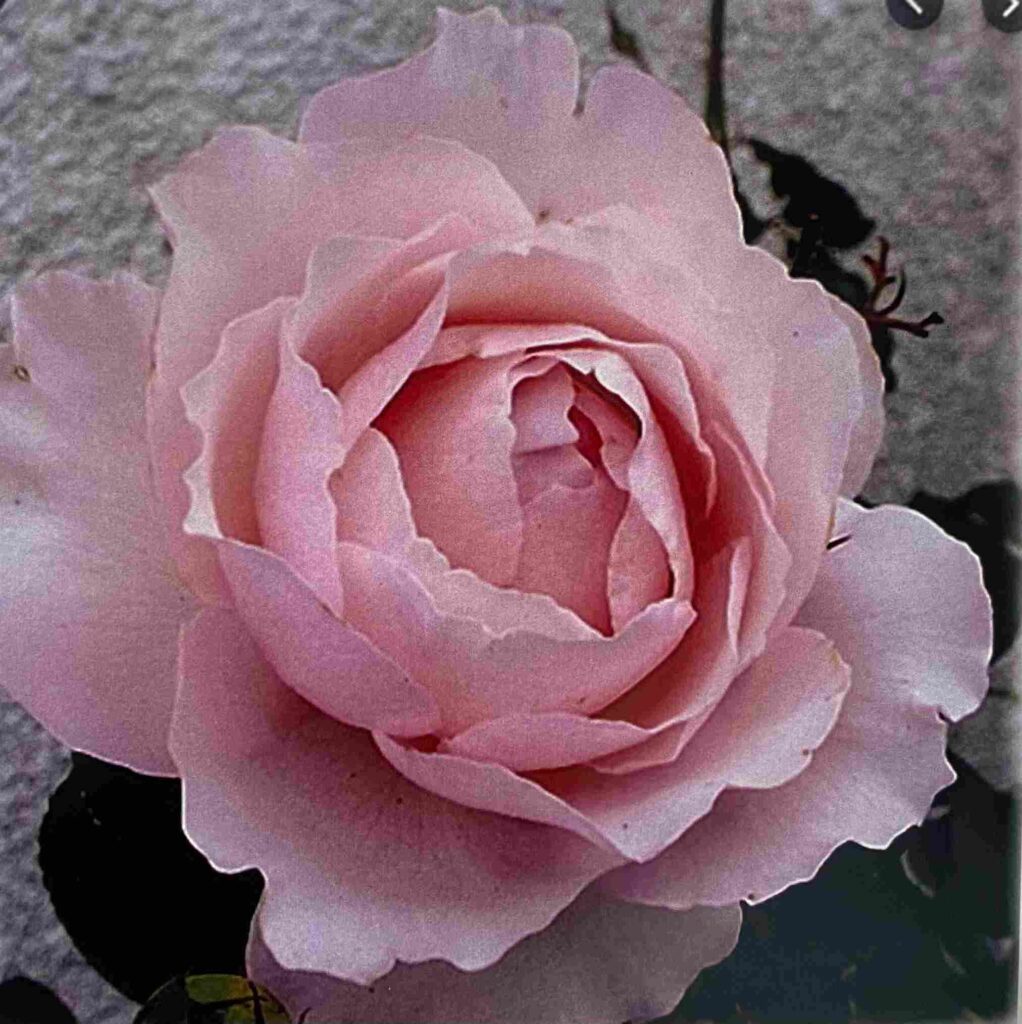 【粉彩】空氣玫瑰師資課程